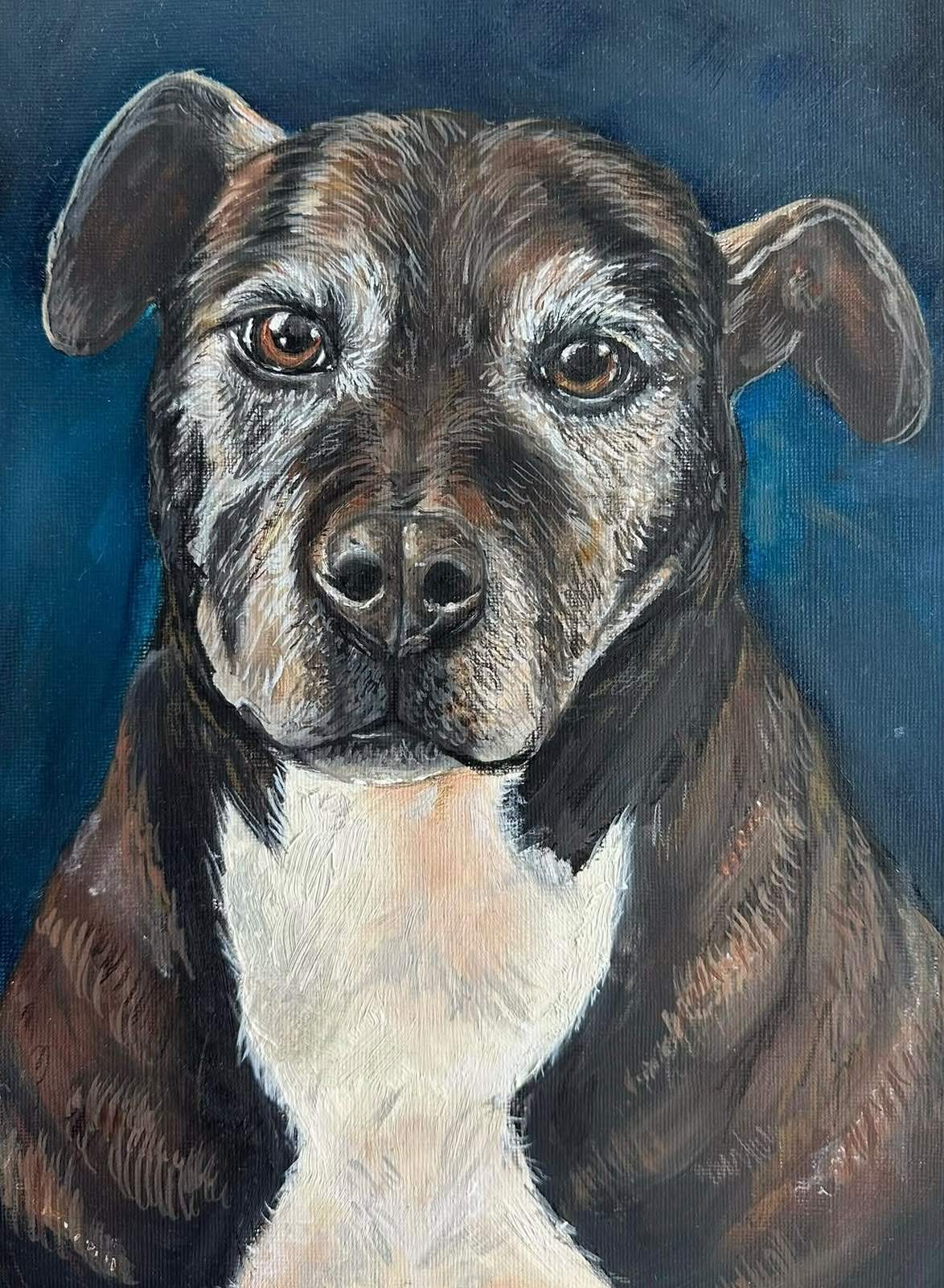 Portrait of a brindle Staffordshire bull terrier with a white chest and greying muzzle, against a deep blue background.
