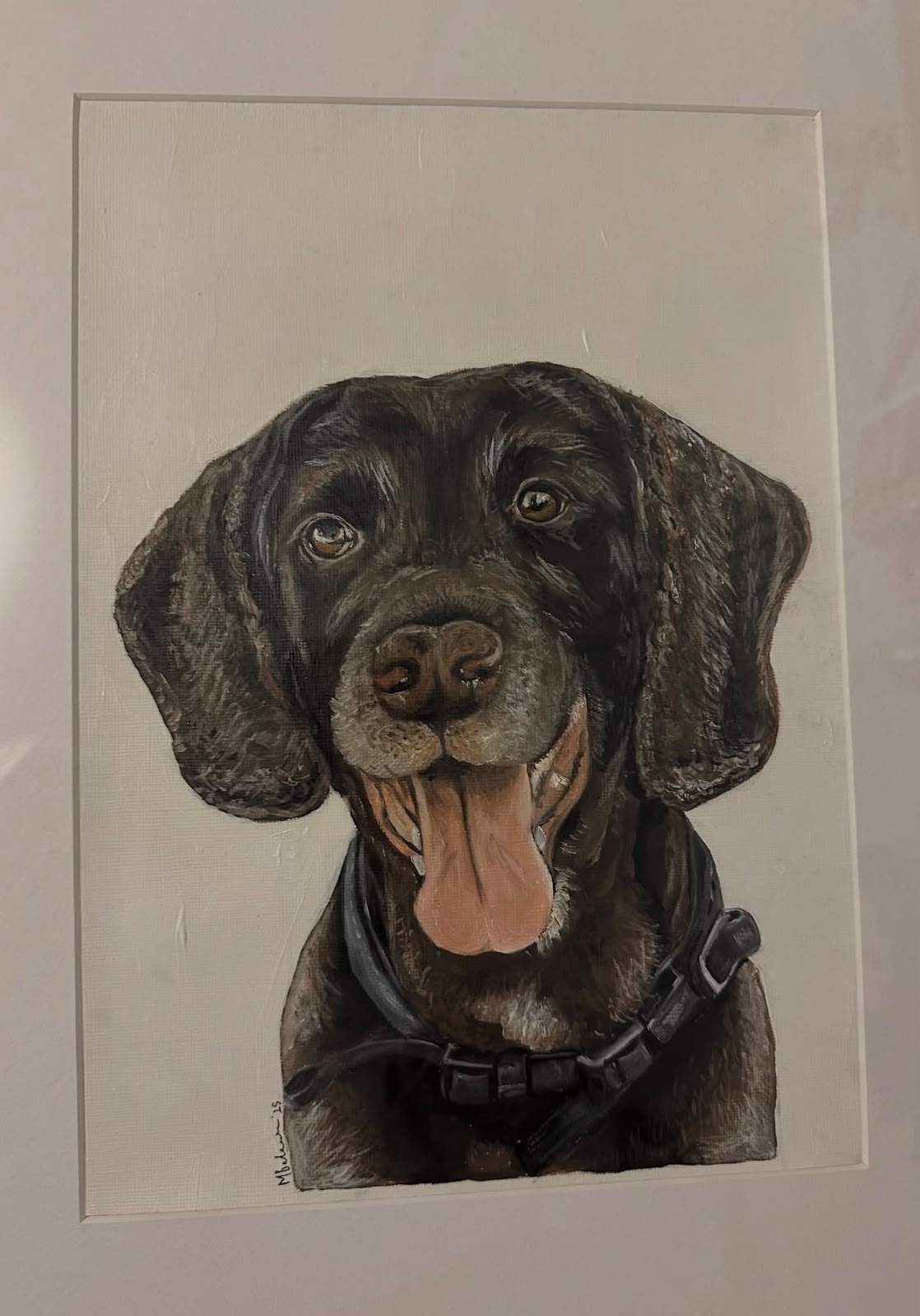 Portrait of a chocolate spaniel with long curly ears and its tongue out, wearing a black harness.
