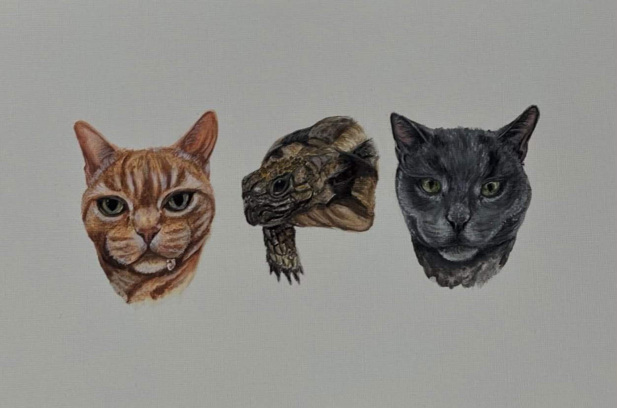 Portrait of a ginger tabby cat, a tortoise and a grey cat, side by side on a pale ground.