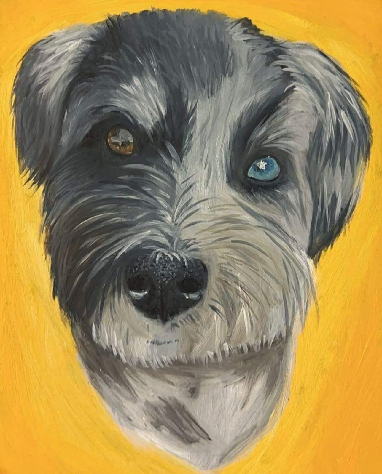 Portrait of a scruffy grey and black dog with one brown eye and one blue eye, against a bright yellow background.