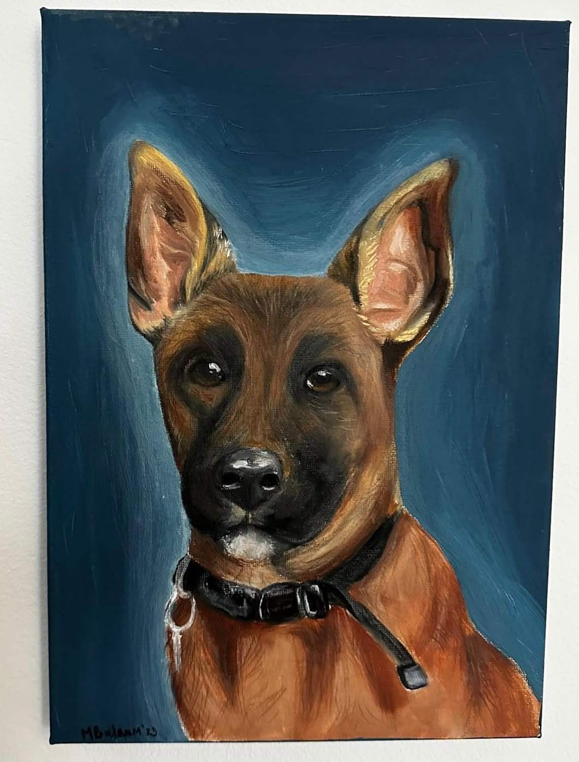 Portrait of a tan puppy with large upright ears and a dark muzzle, wearing a black collar, against a deep blue background.